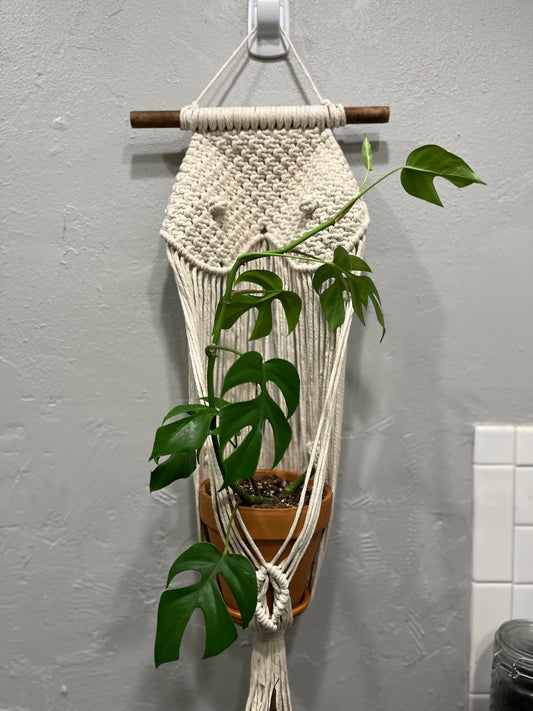 Venus Plant Hanger