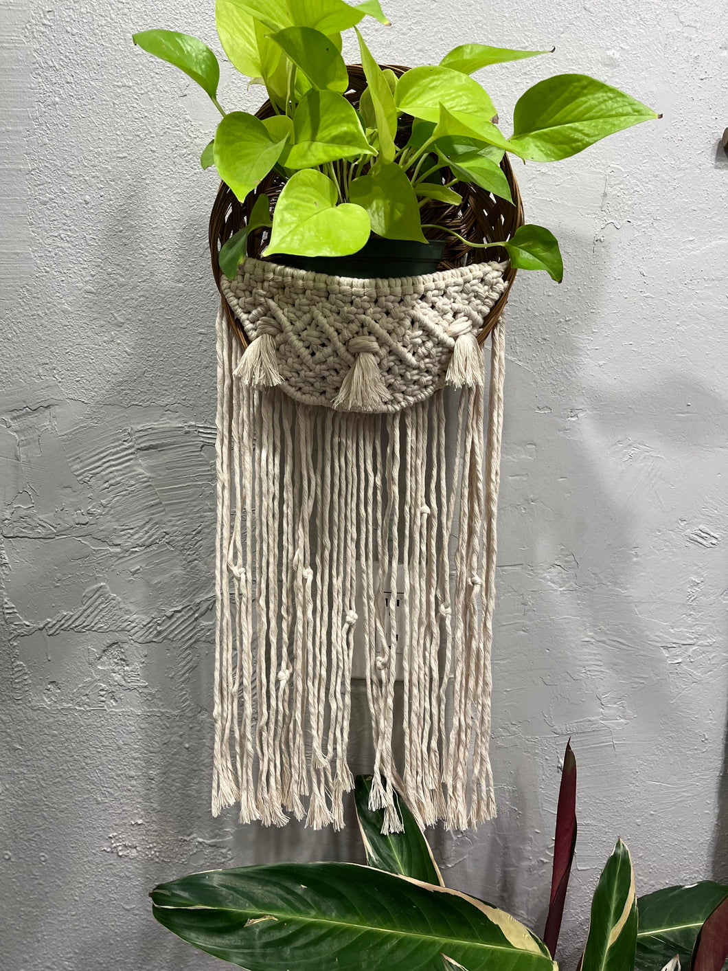 Thrifted Basket Plant Hanger